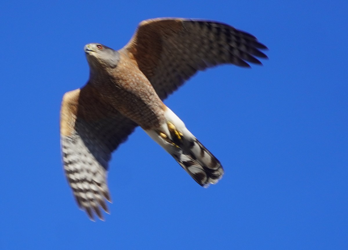 Cooper's Hawk - ML644341822