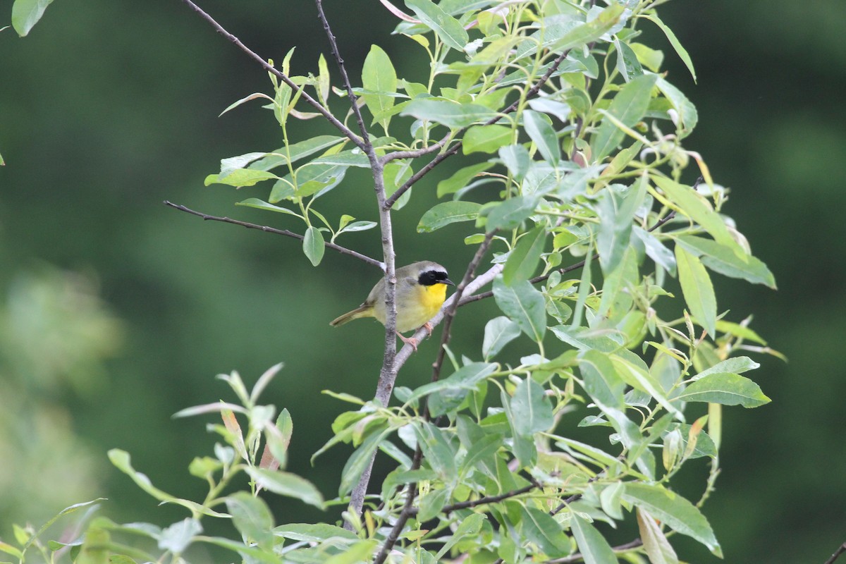 Common Yellowthroat - ML644341823