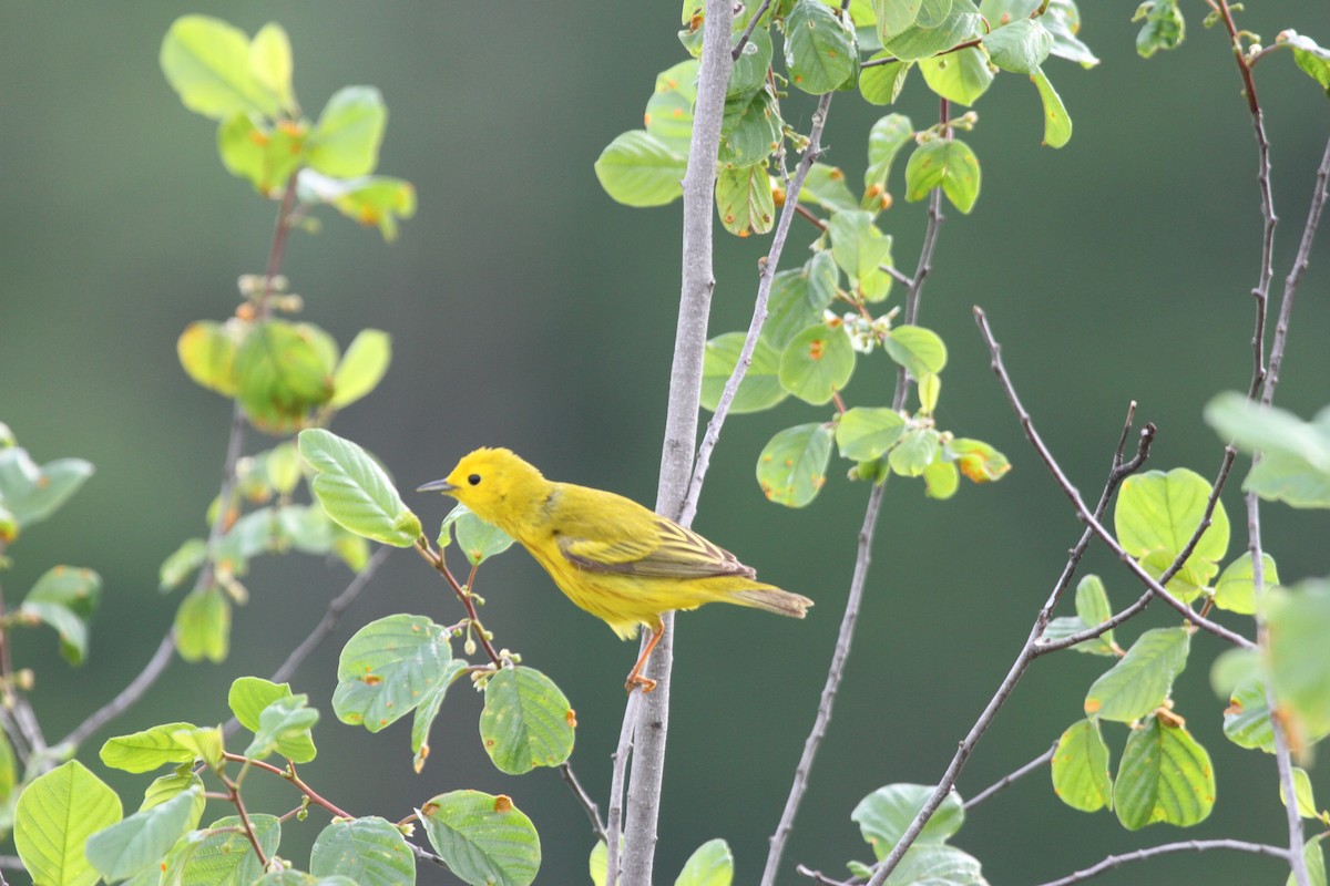 Sarı Ötleğen - ML644341830