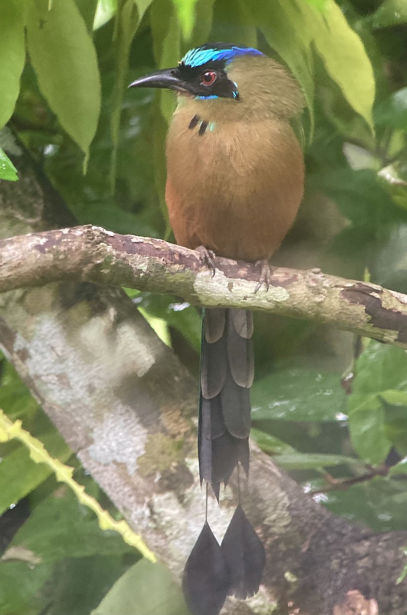 Whooping Motmot - ML644341831