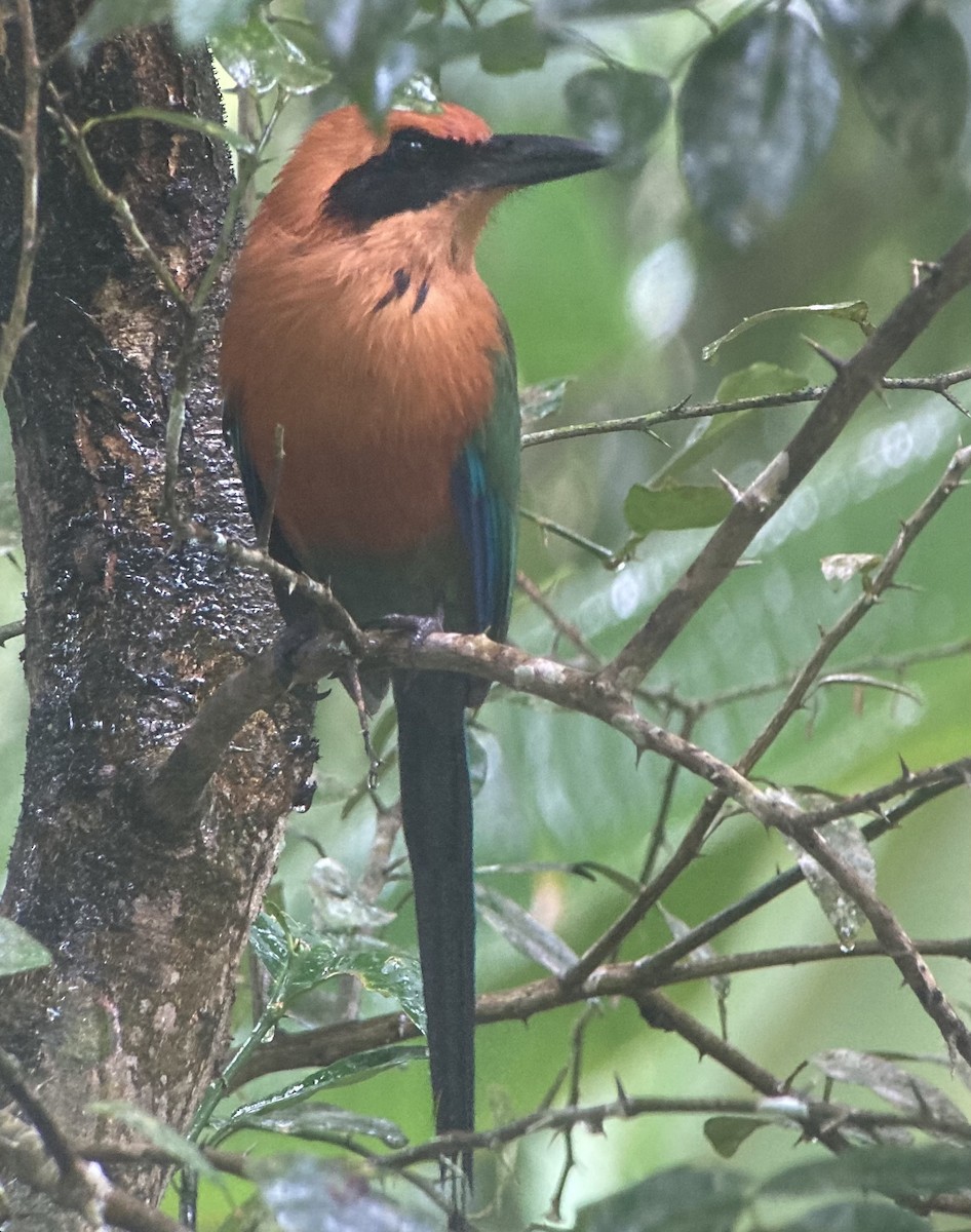 Rufous Motmot - ML644341845