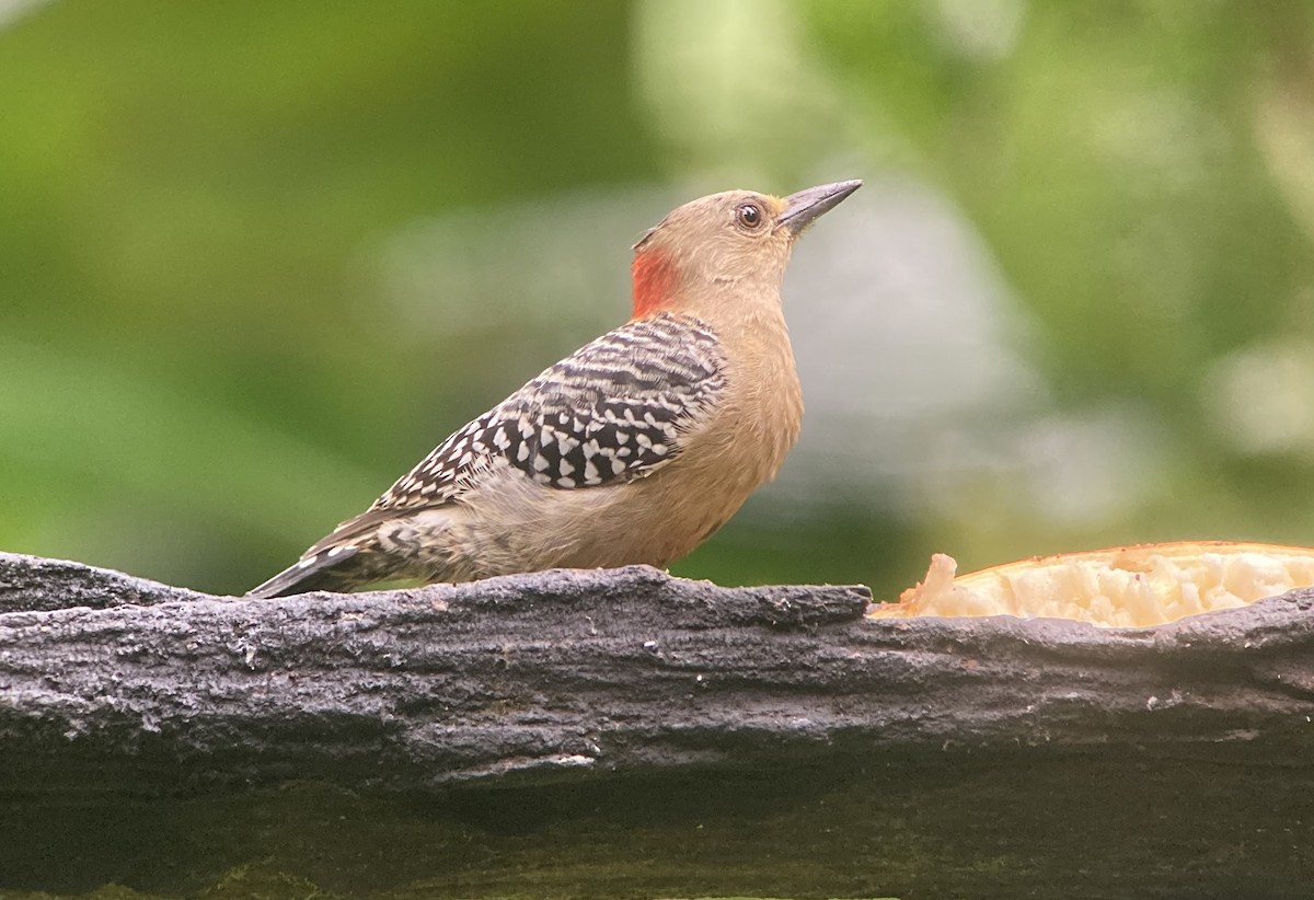 datel kápový - ML644341847