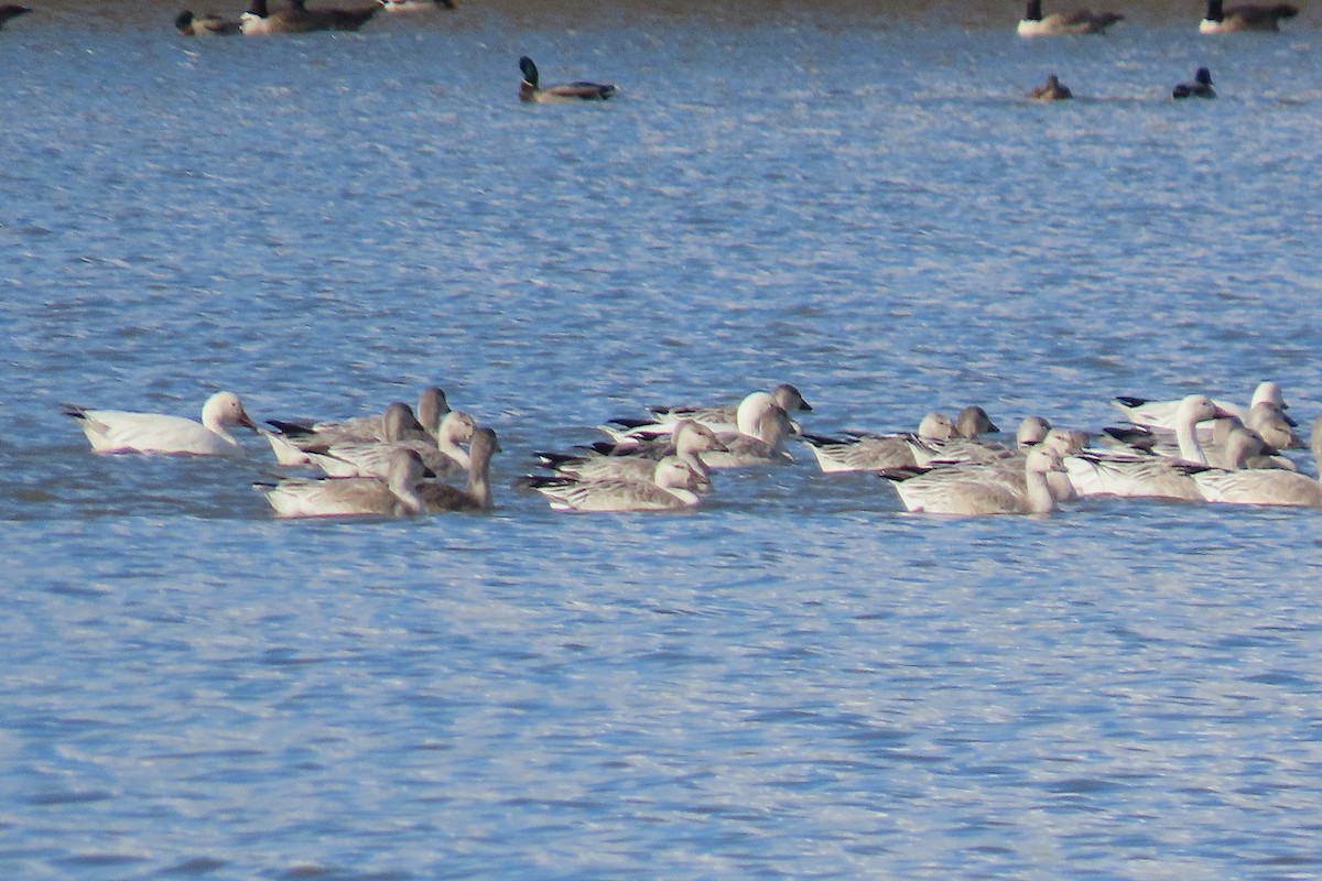 Oie des neiges - ML644341852