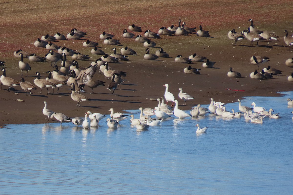 Oie des neiges - ML644341855