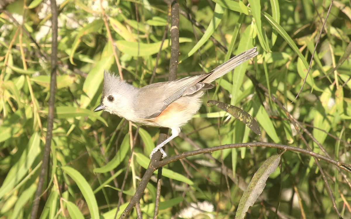 Tufted Titmouse - ML644341861
