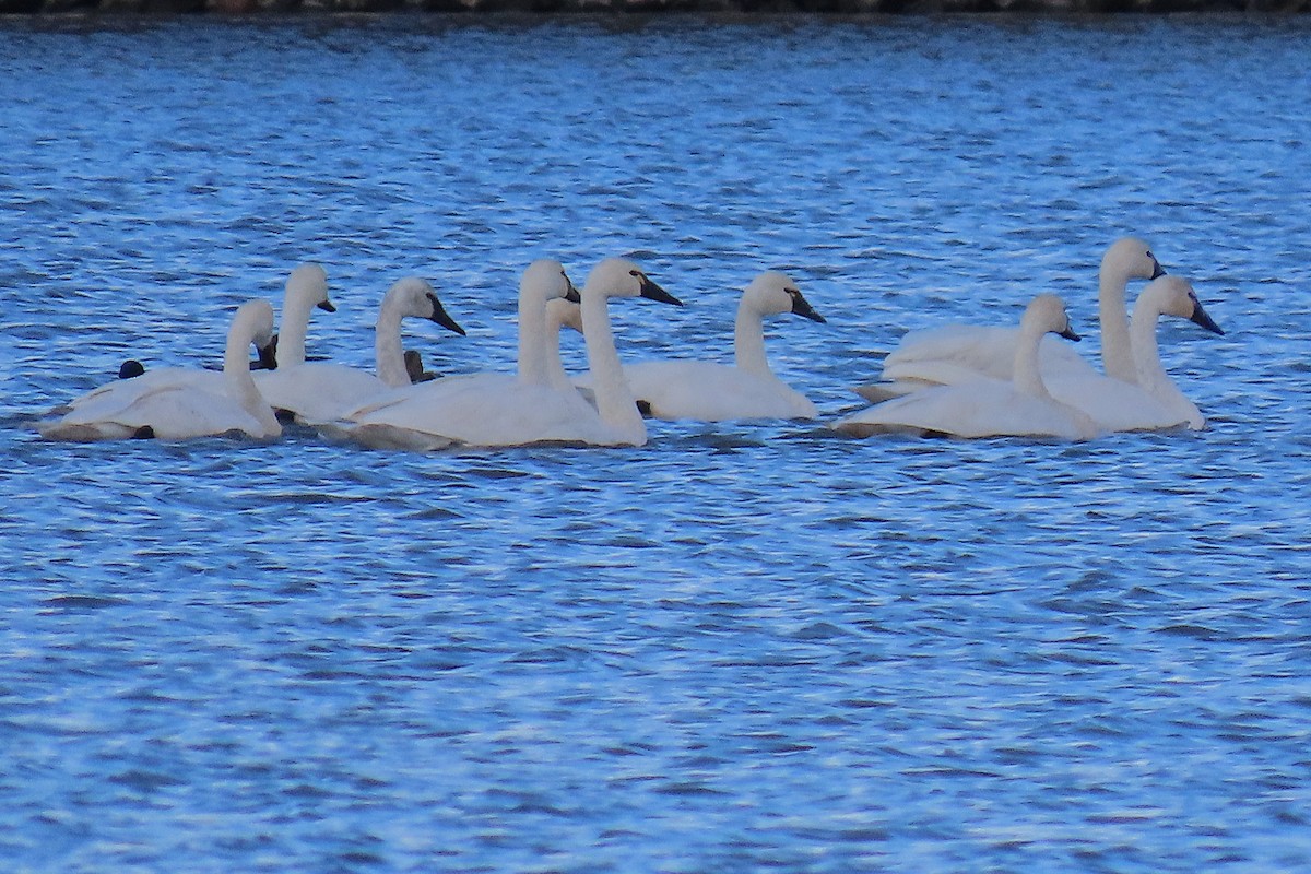 Cygne siffleur - ML644341866