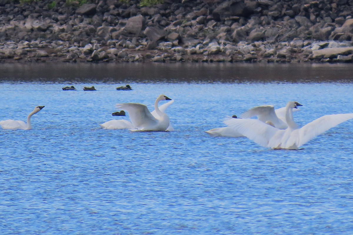 Cygne siffleur - ML644341867