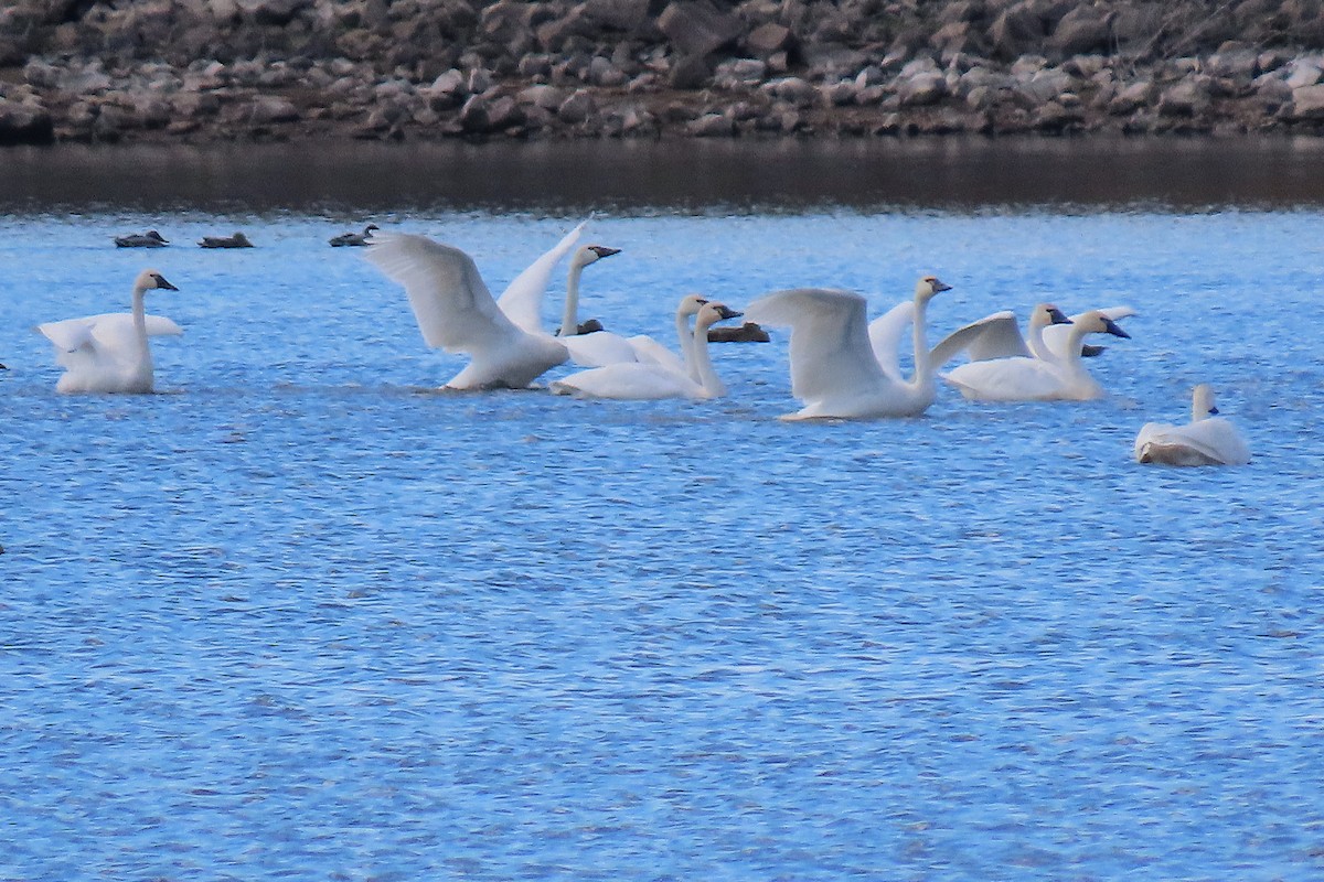 Cygne siffleur - ML644341868