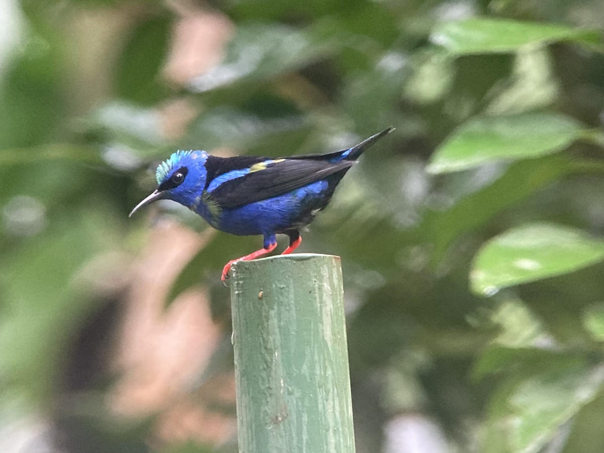 Red-legged Honeycreeper - ML644341882