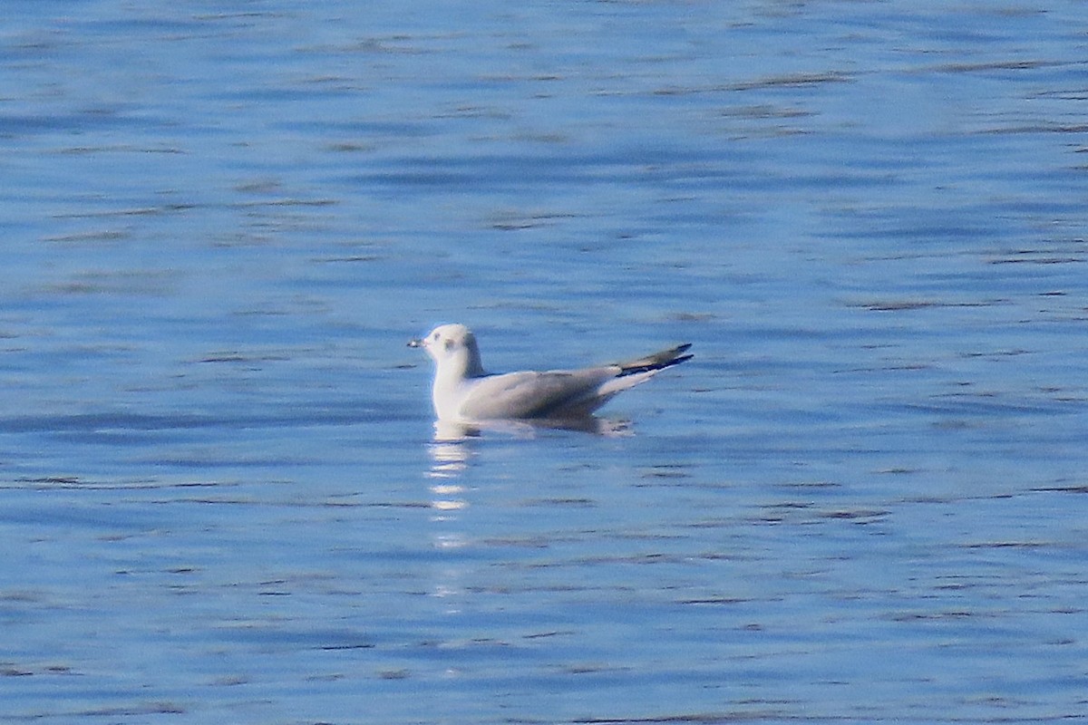 Mouette de Bonaparte - ML644341885
