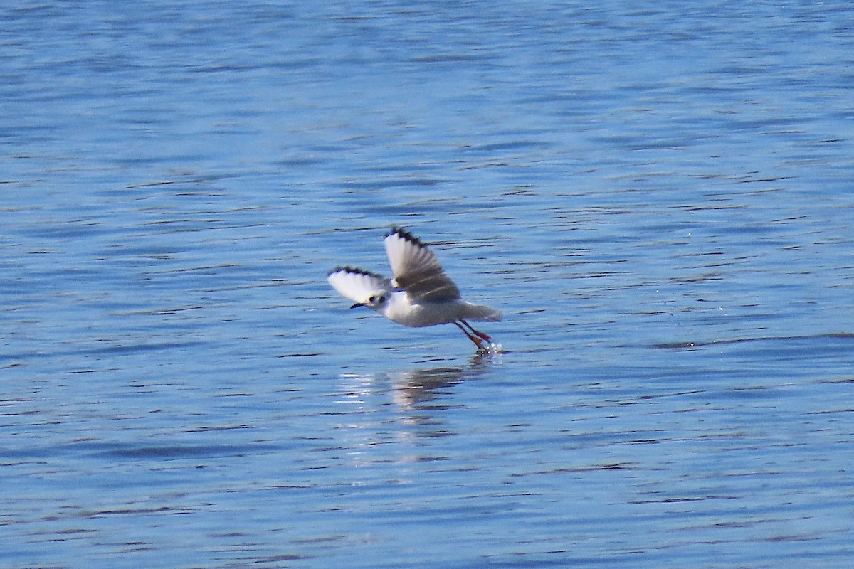 Mouette de Bonaparte - ML644341886