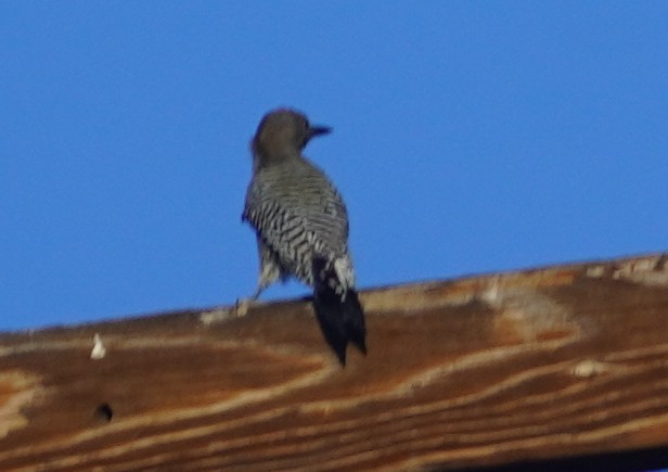 Pic des saguaros - ML644341892