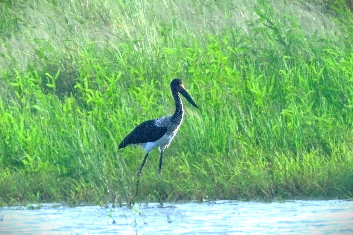 African Openbill - ML644341893