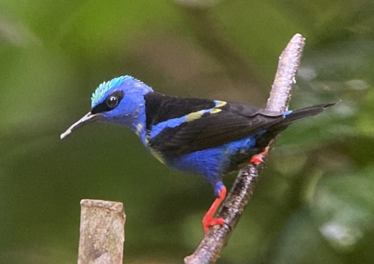 Red-legged Honeycreeper - ML644341905