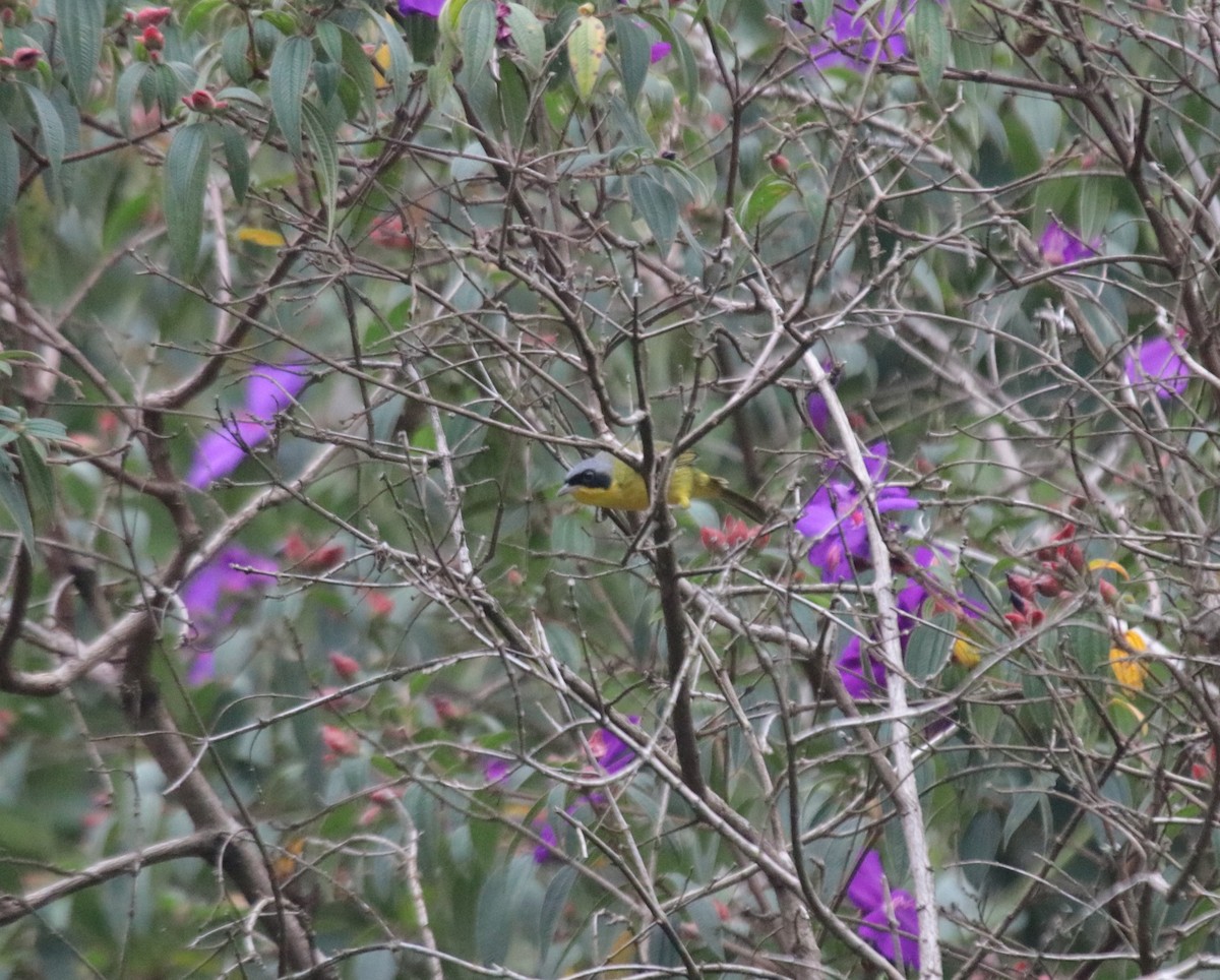 Southern Yellowthroat - ML644341917