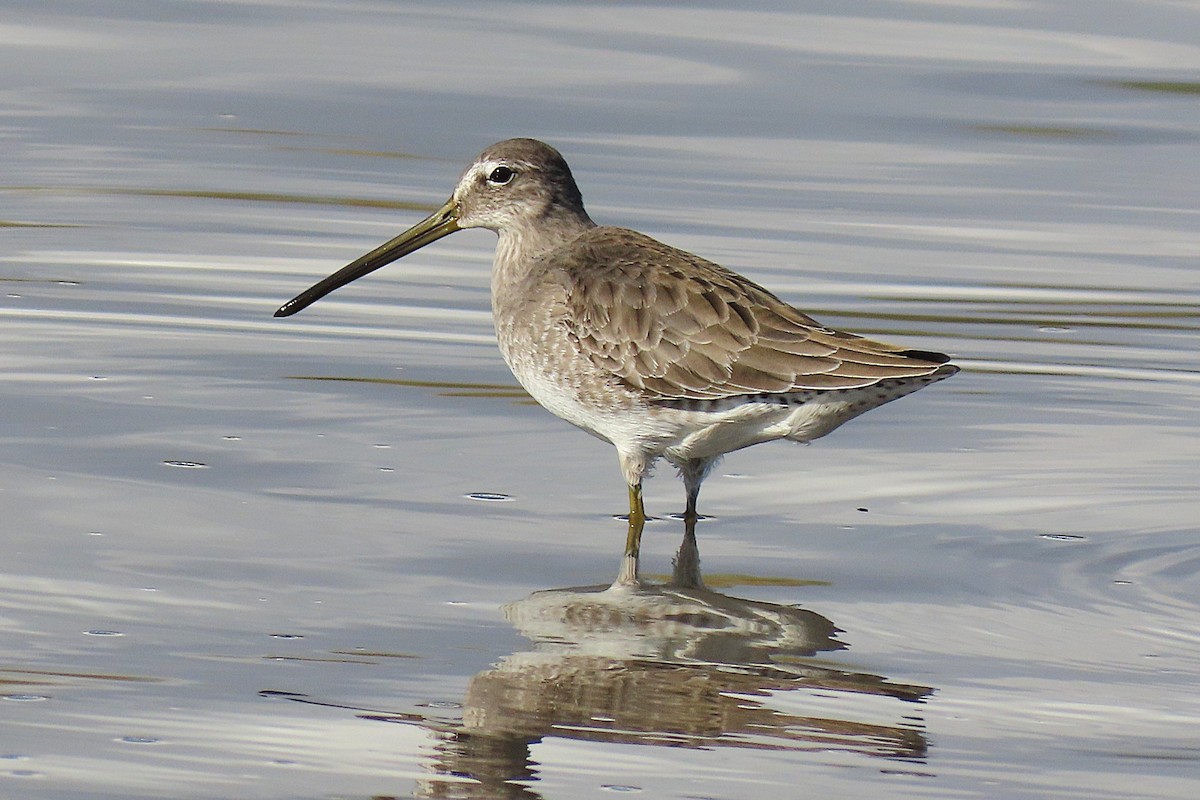 Bécassin à long bec - ML644341928