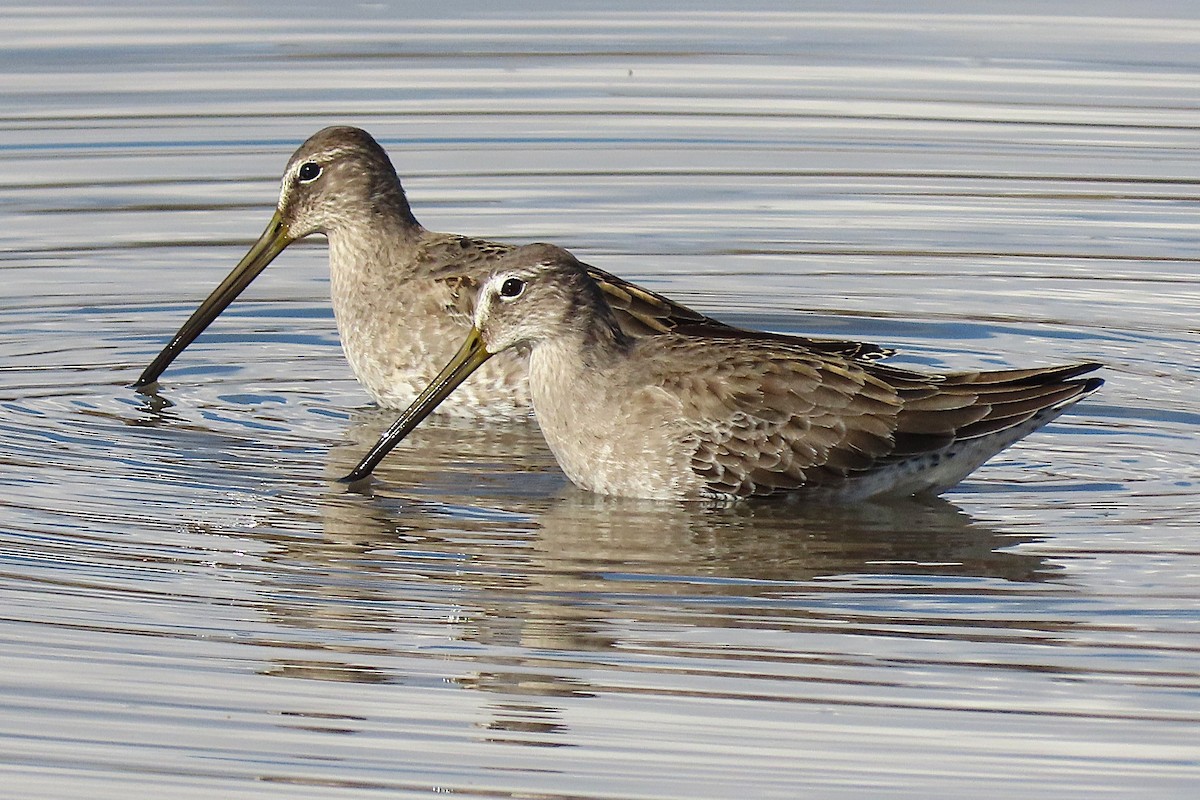 Bécassin à long bec - ML644341929