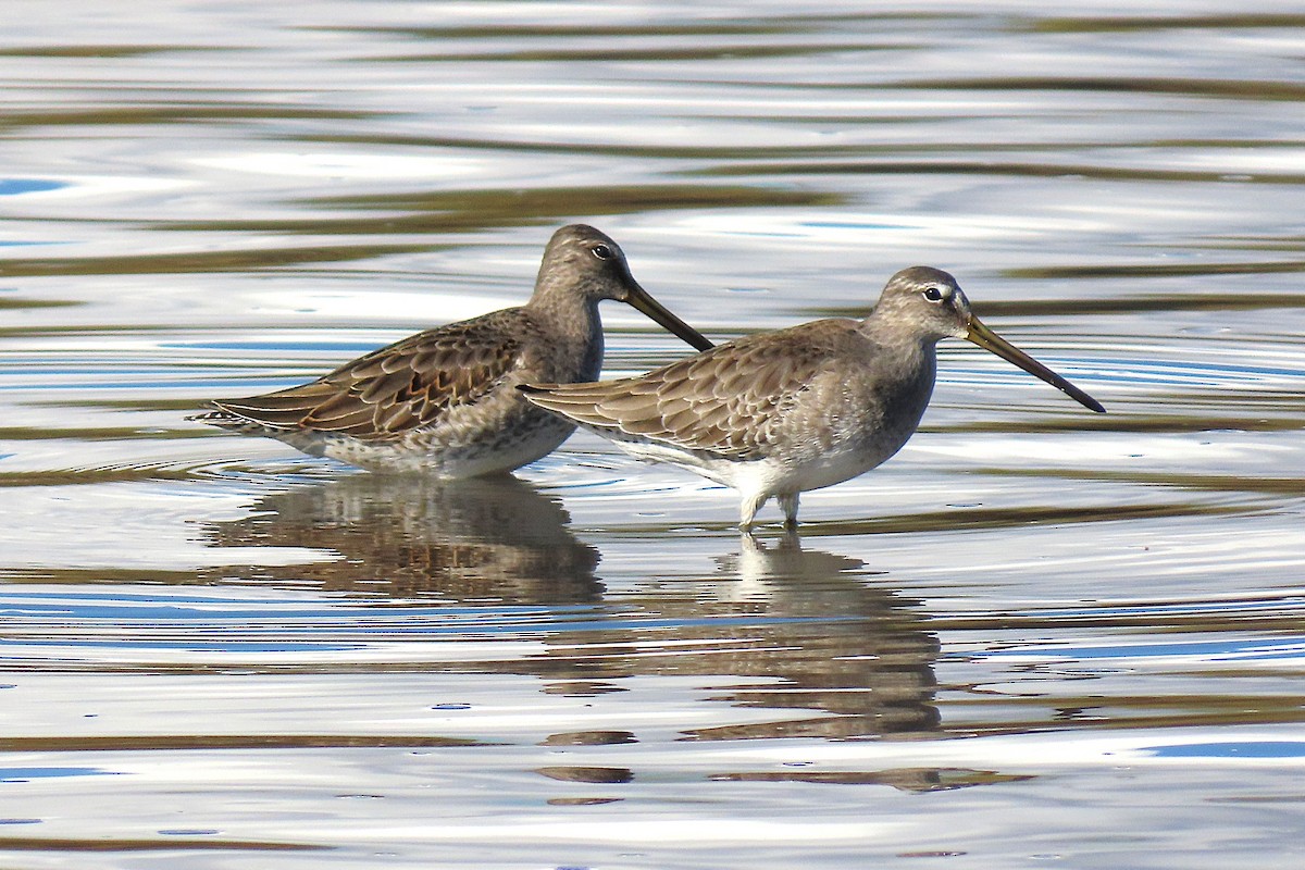 Bécassin à long bec - ML644341930