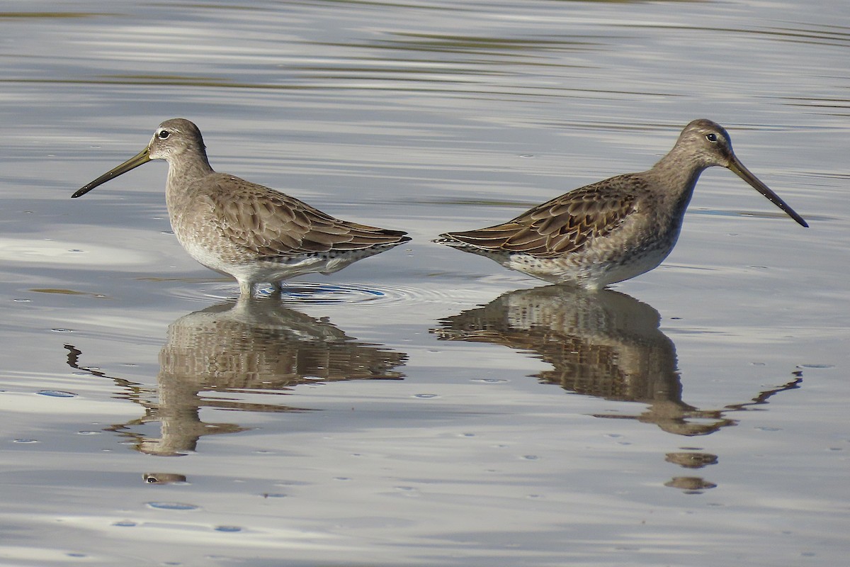 Bécassin à long bec - ML644341931