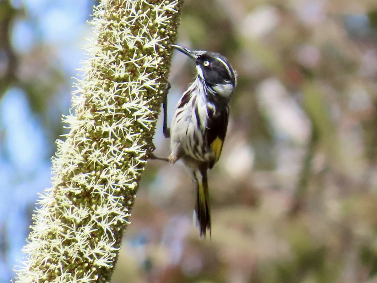 New Holland Honeyeater - ML644341958