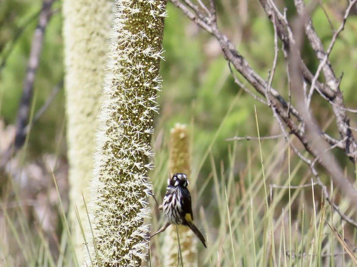 New Holland Honeyeater - ML644341959