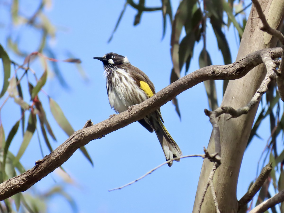 New Holland Honeyeater - ML644341960