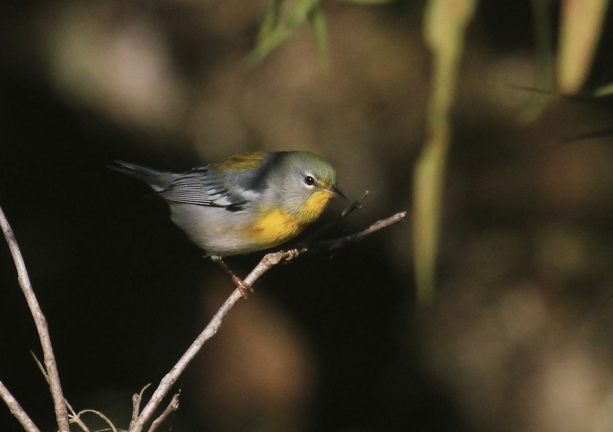 stryparula - ML644341961