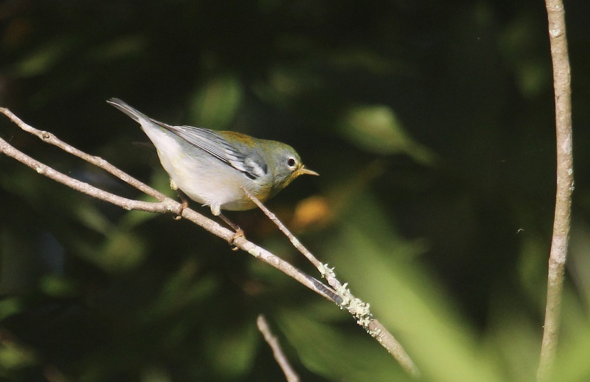 stryparula - ML644341962