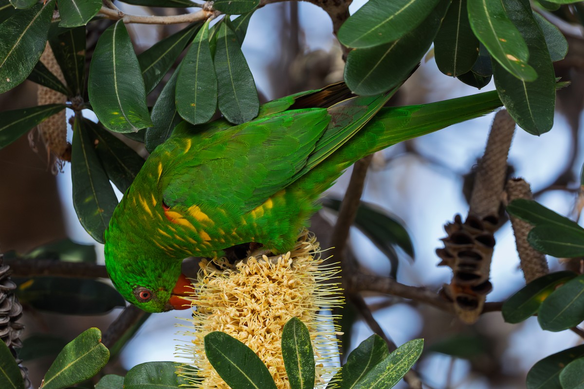 Scaly-breasted Lorikeet - ML644341963