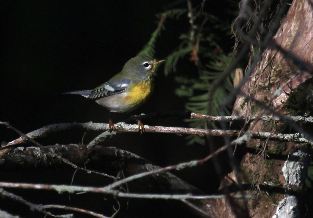 stryparula - ML644341964