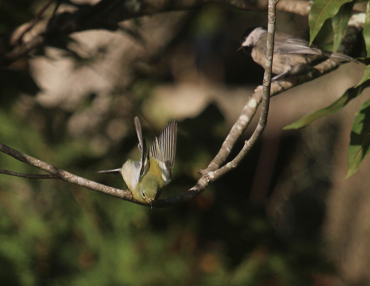 stryparula - ML644341965