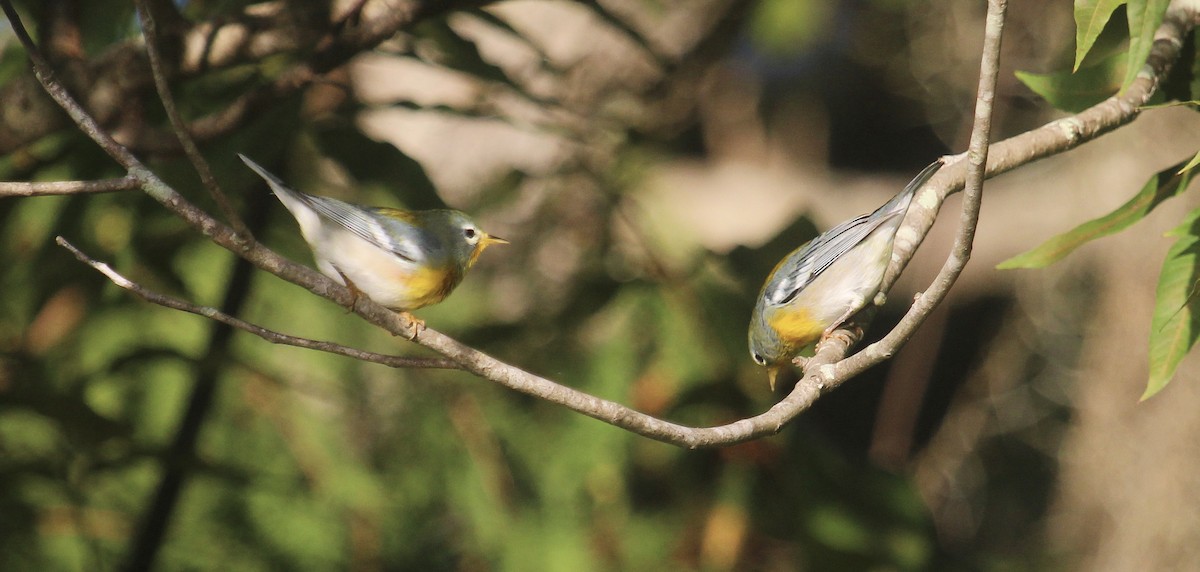 stryparula - ML644341966