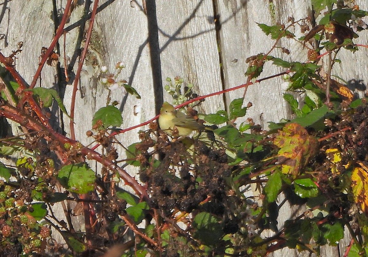 Sarı Ötleğen - ML644341967
