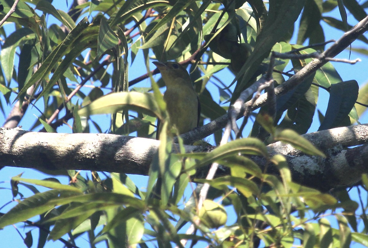 Scarlet Tanager - ML644341969