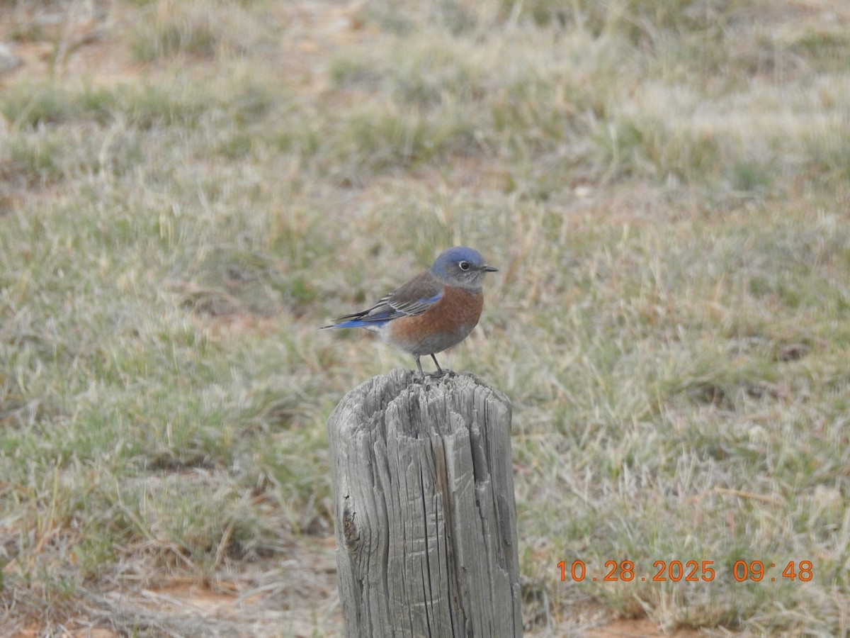 Western Bluebird - ML644341974