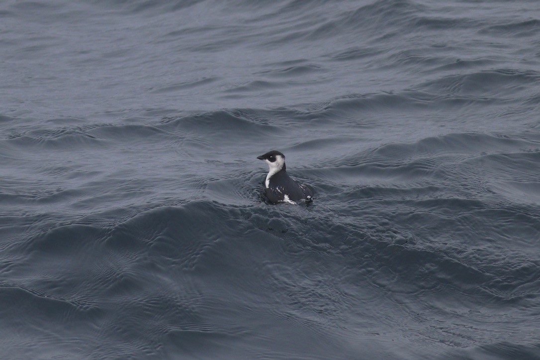 Люрик - ML644341975