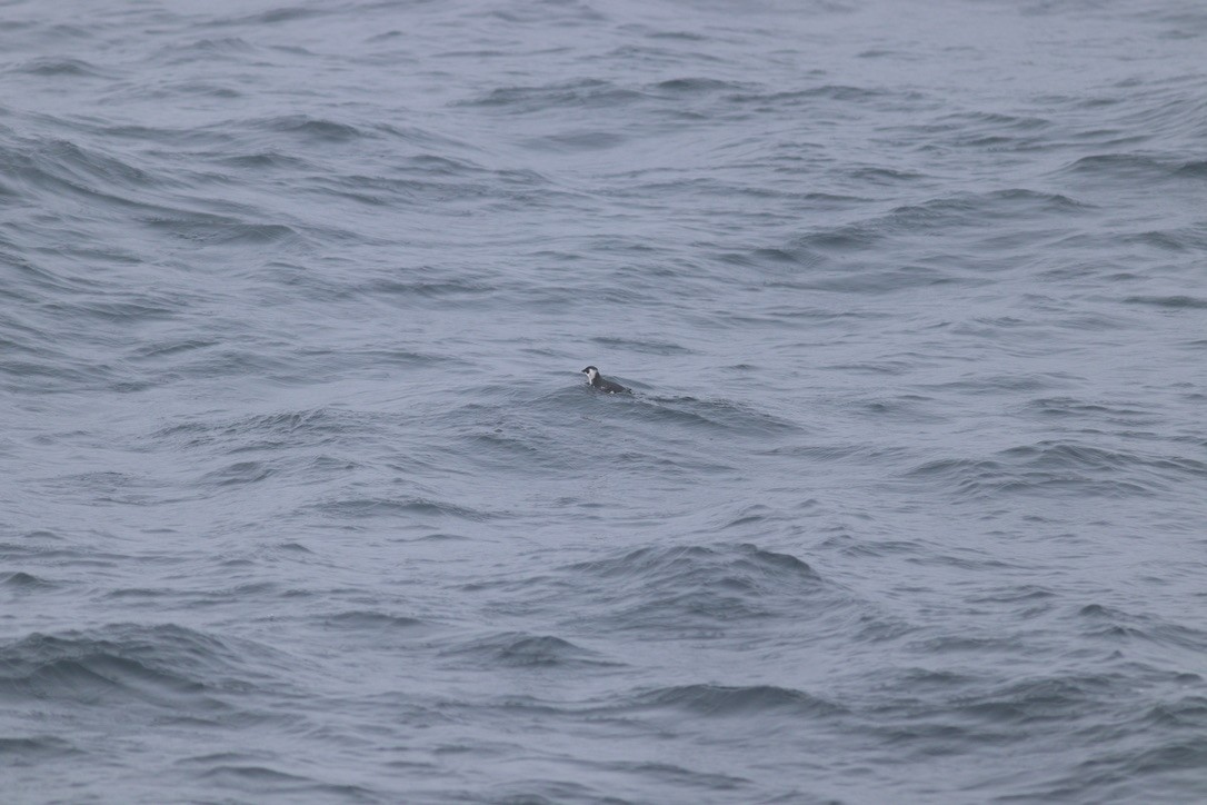 Люрик - ML644341977