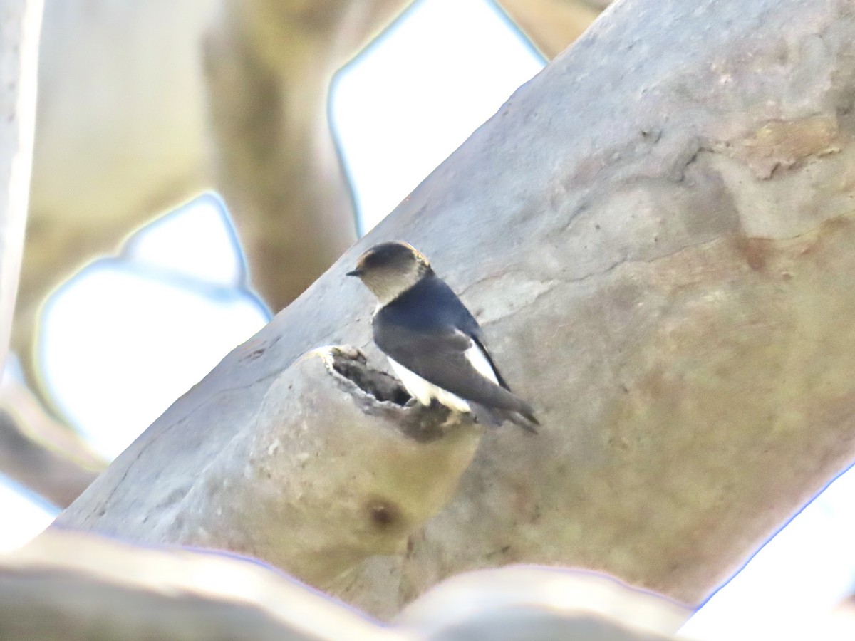 Tree Martin - ML644341979