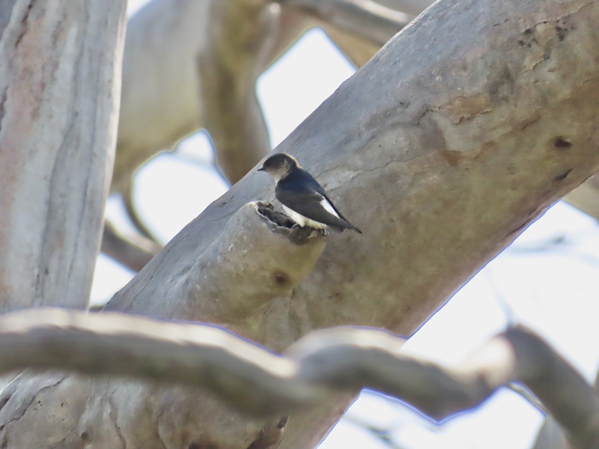 Tree Martin - ML644341980