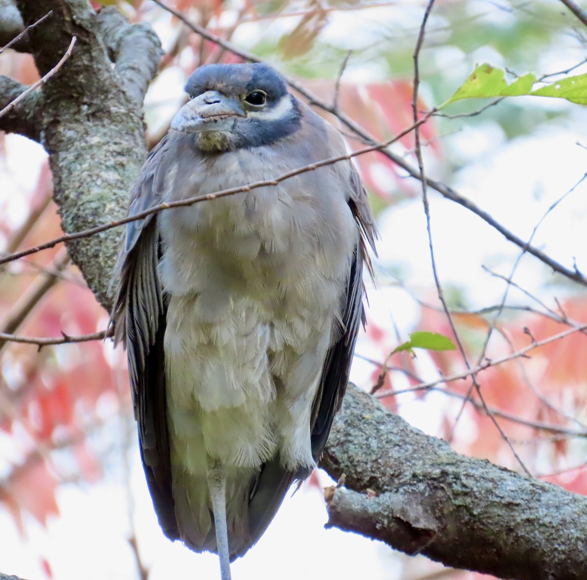 Sarı Tepeli Gece Balıkçılı - ML644341984