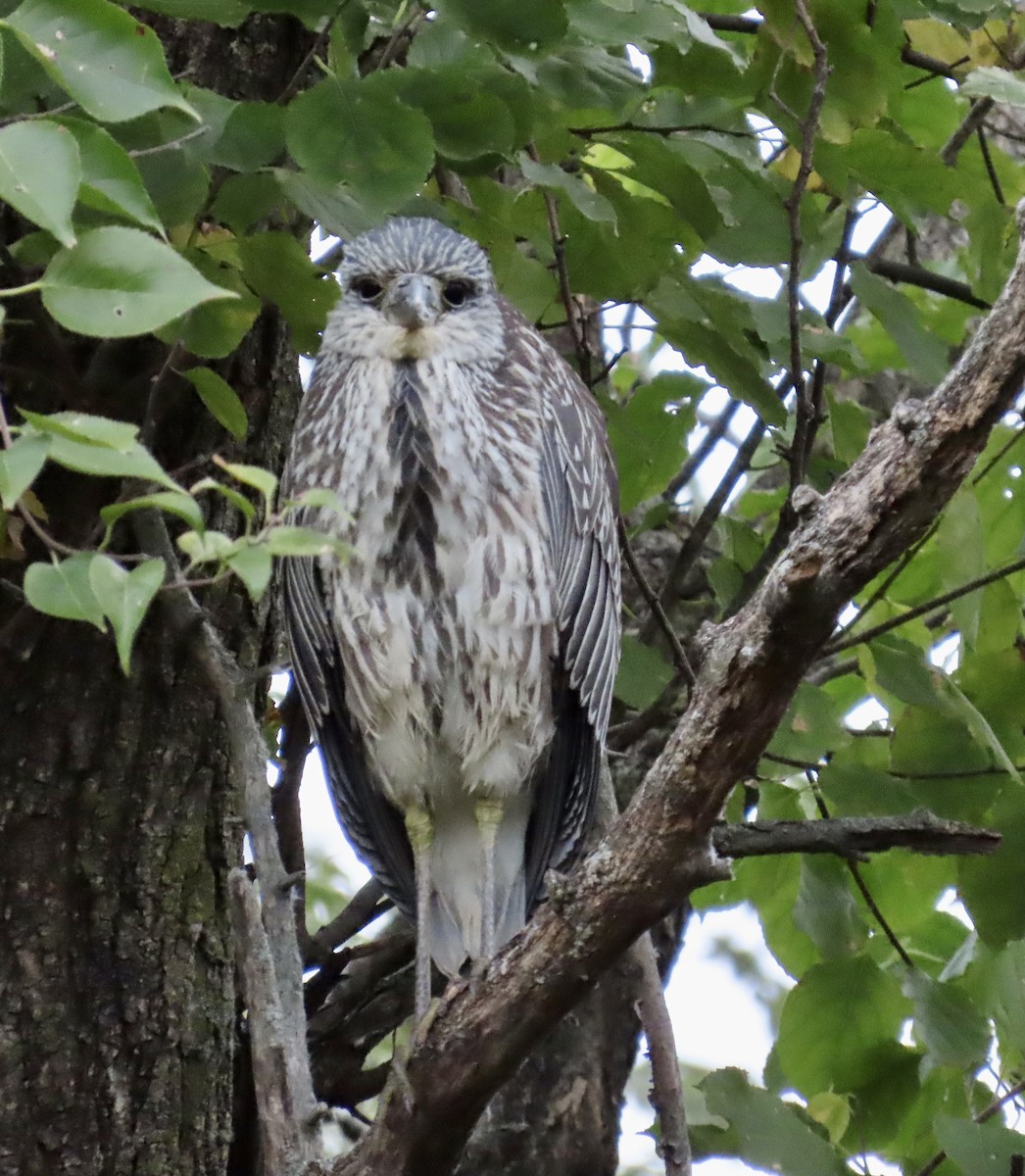 Sarı Tepeli Gece Balıkçılı - ML644341985