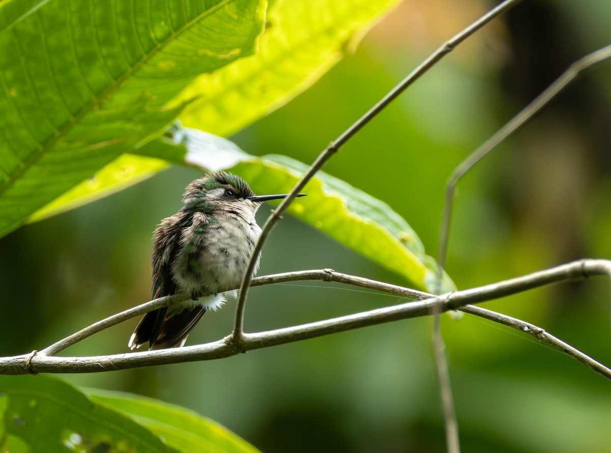 Western Emerald - ML644341987