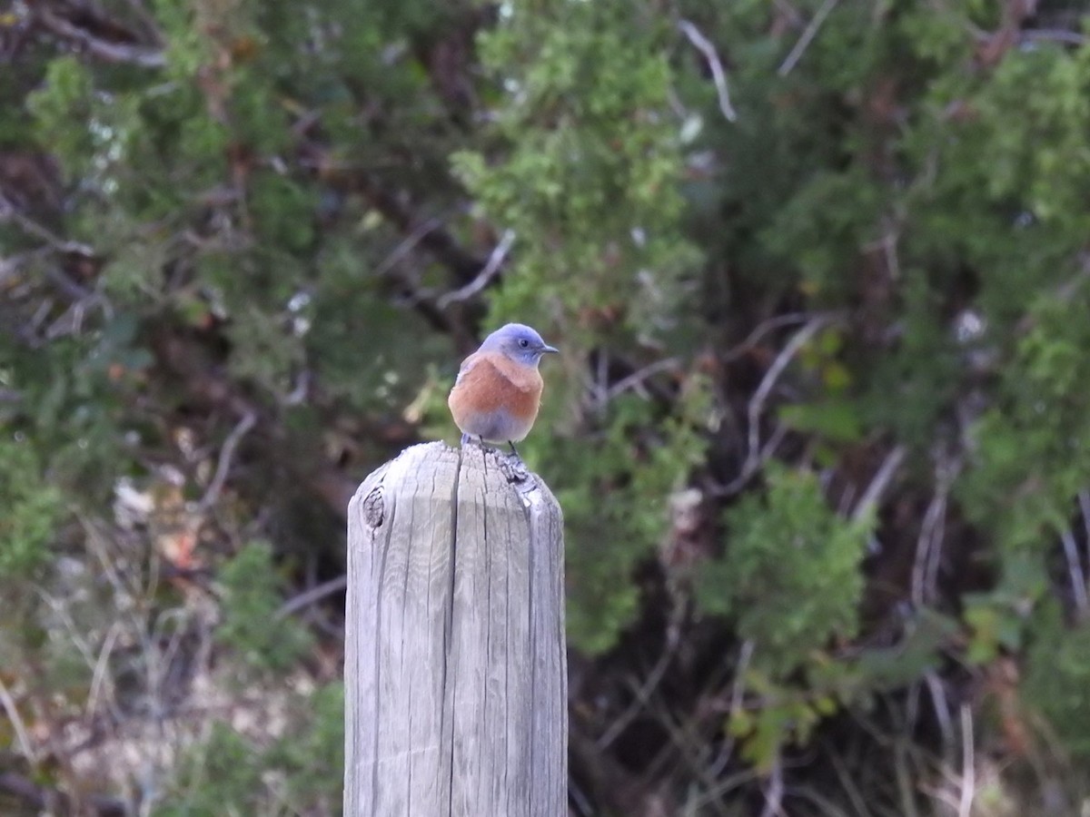 Western Bluebird - ML644341992