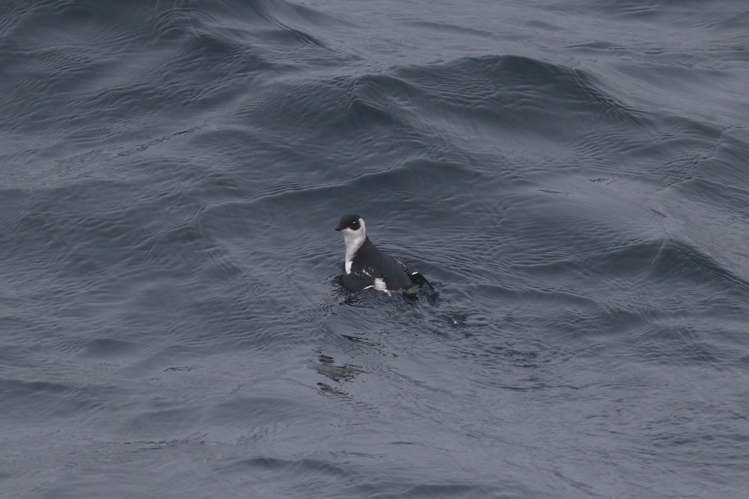 Люрик - ML644341994