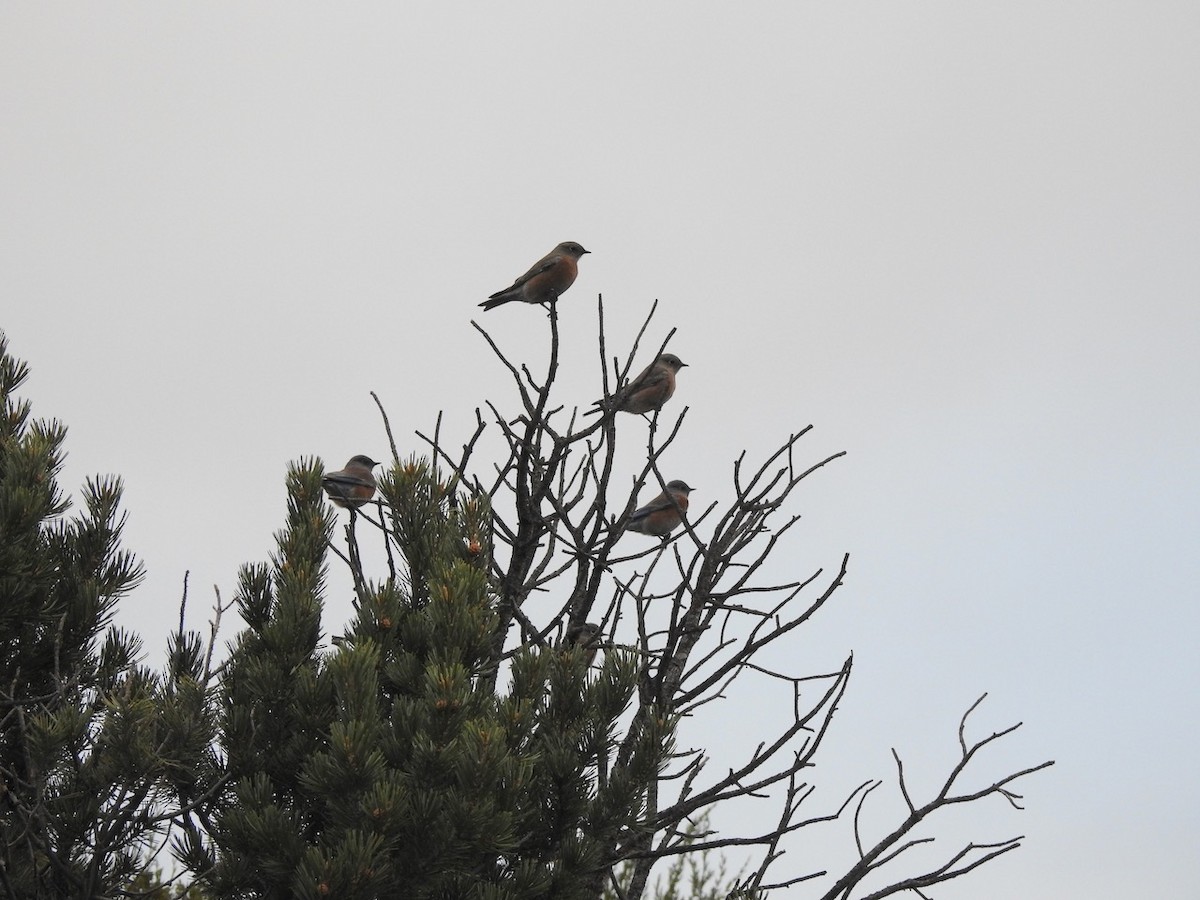 Western Bluebird - ML644341996