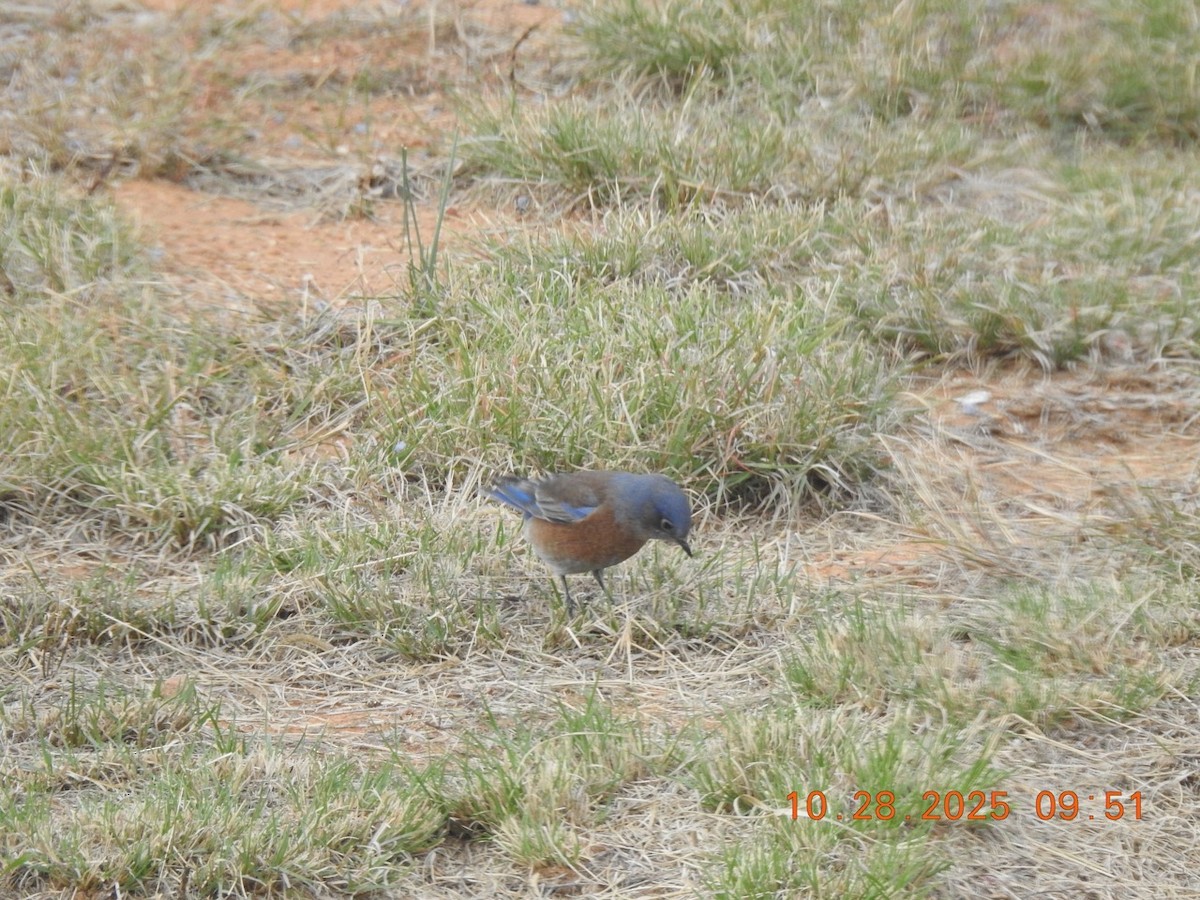 Western Bluebird - ML644342001