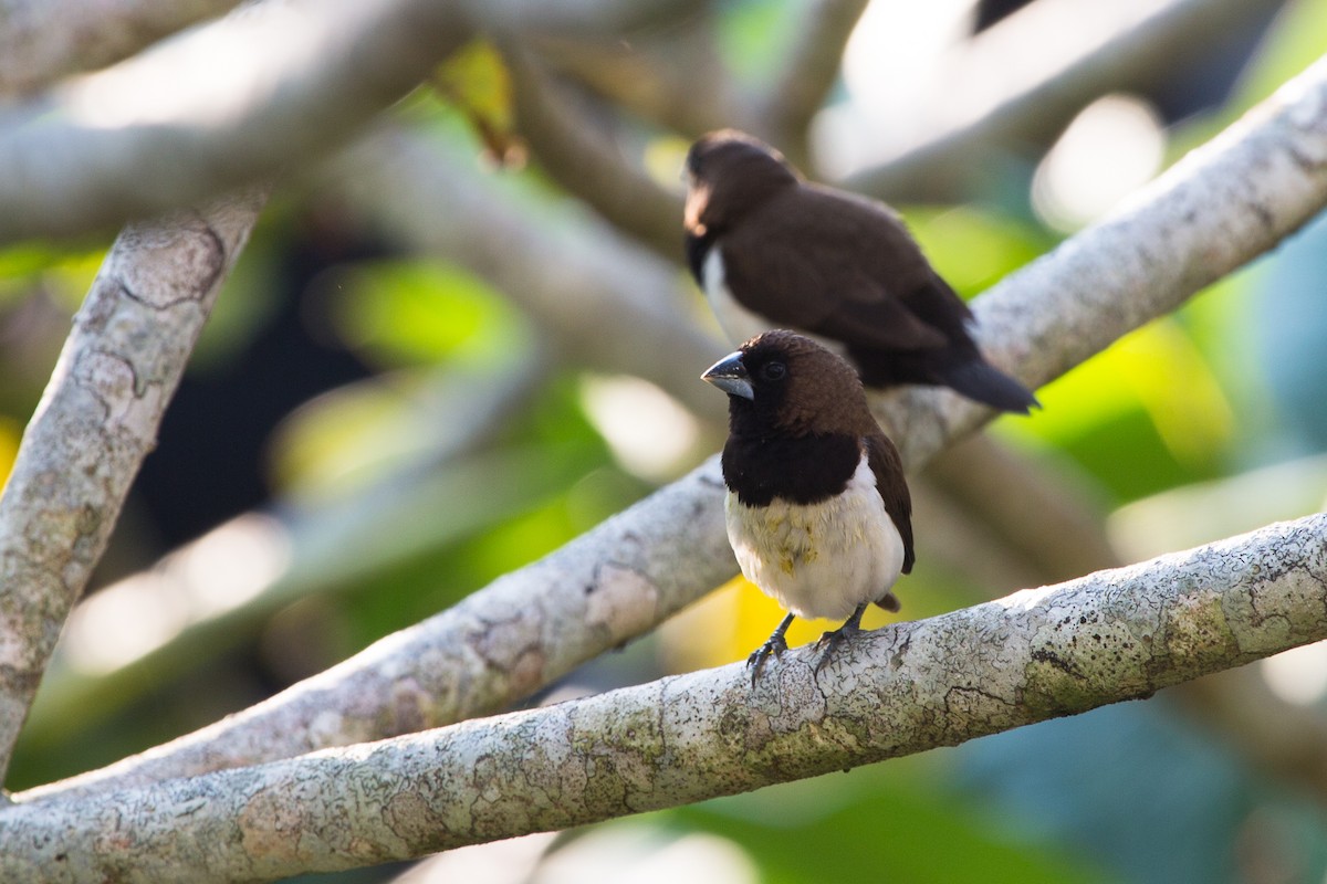 Capuchino de Java - ML644342007