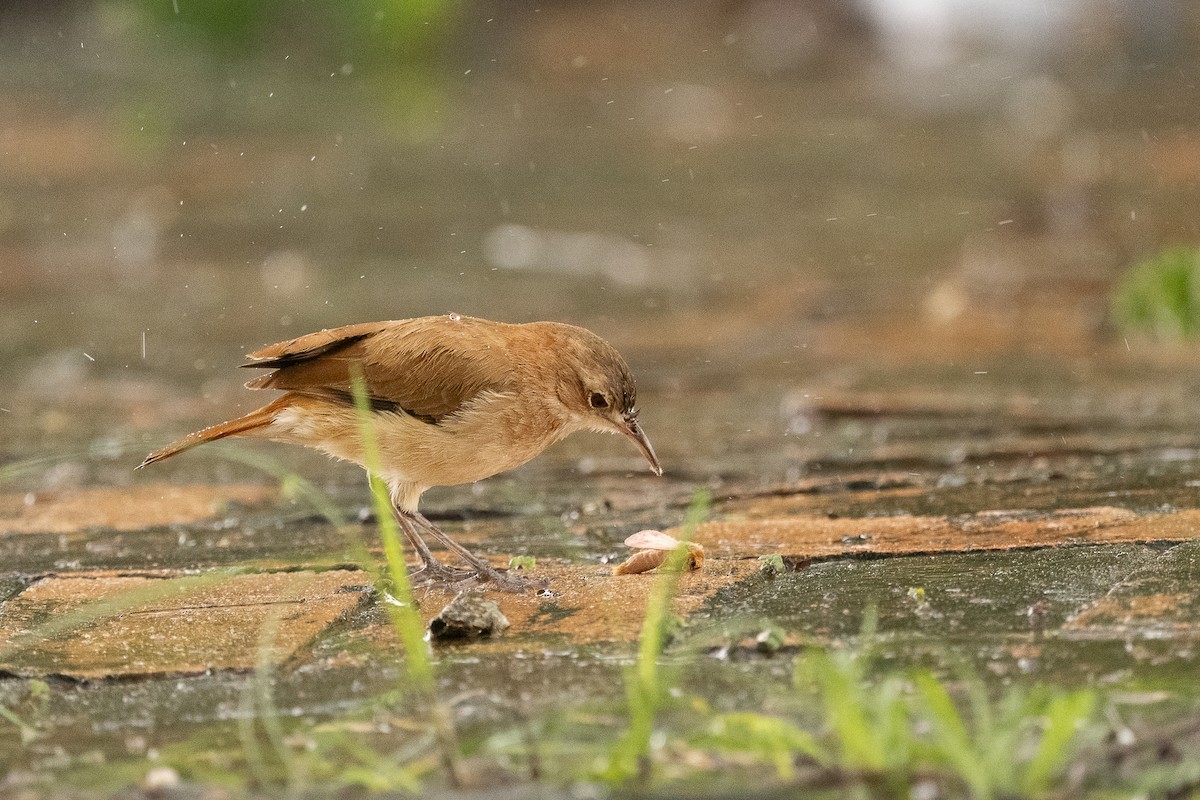 Rufous Hornero - ML644342016