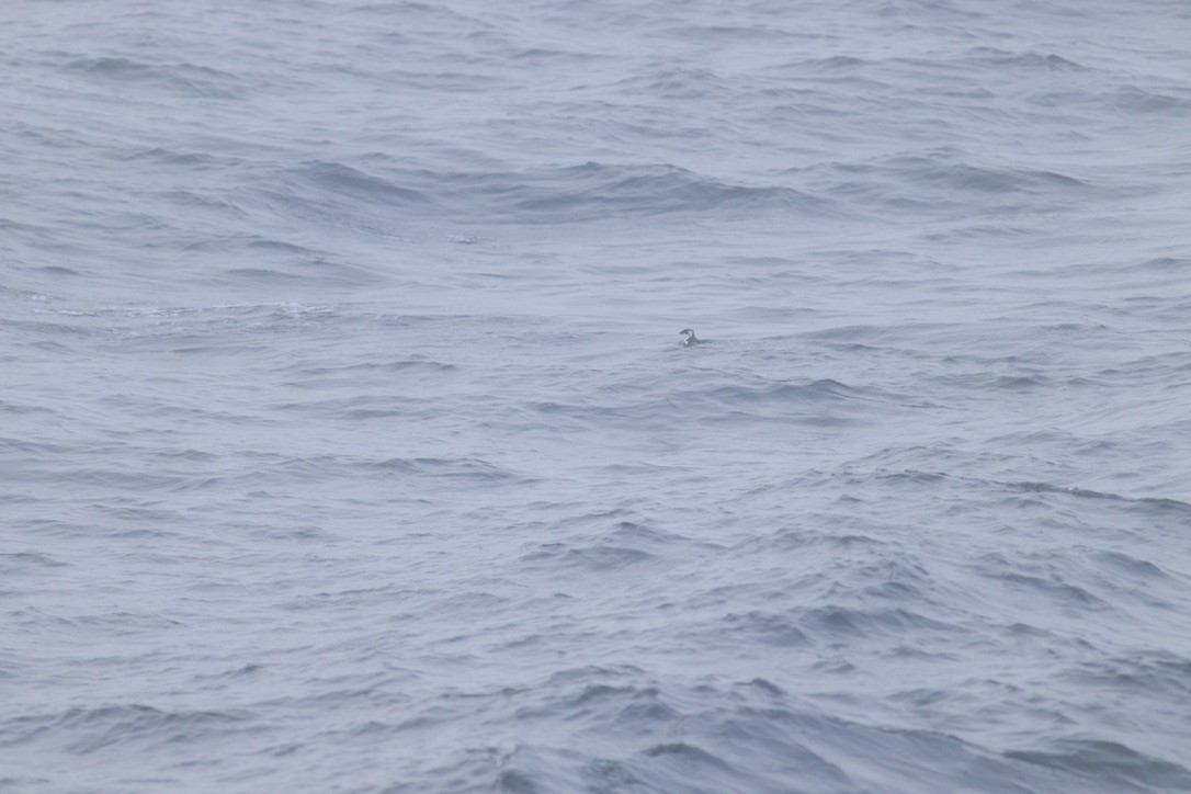 Люрик - ML644342018