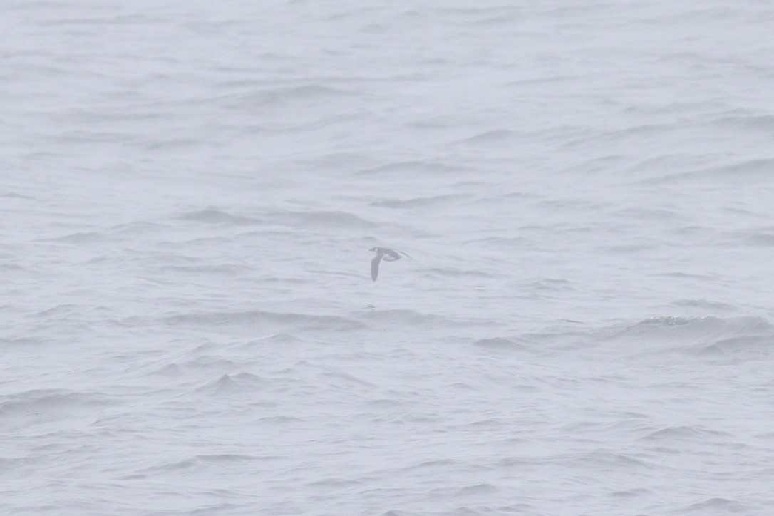 Люрик - ML644342021